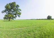 草地与大树的图片
