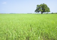 草地与大树的图片