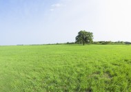 草地与大树的图片