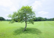 草地与大树的图片