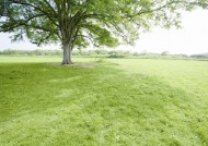 午后的阳光穿过树木图片