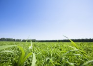 晴朗的天空和草地图片大全