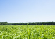 晴朗的天空和草地图片大全