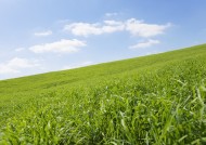 晴朗的天空和草地图片大全