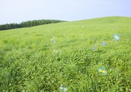 晴朗的天空和草地图片大全