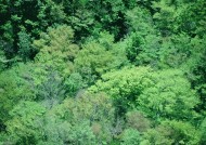 浓密的森林图片大全