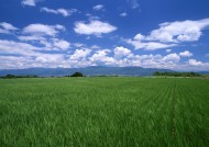 春天的田野图片