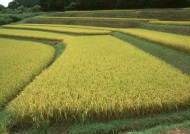 水稻稻田图片大全