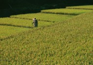 水稻稻田图片大全