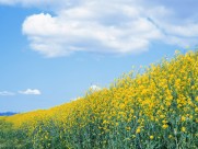 油菜花田图片大全
