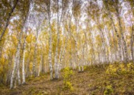 乌兰布统草原秋天自然风景图片