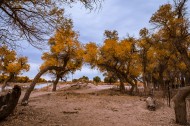 额济纳胡杨林自然风景图片