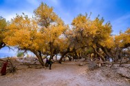额济纳胡杨林自然风景图片