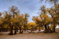 额济纳胡杨林自然风景图片