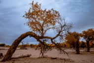 额济纳胡杨林自然风景图片