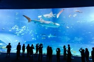 奇妙的水族馆图片大全