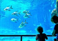 奇妙的水族馆图片大全