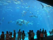 奇妙的水族馆图片大全