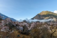 西藏林芝桃花风景图片