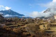 西藏林芝桃花风景图片