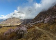 西藏林芝桃花风景图片