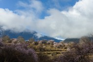 西藏林芝桃花风景图片