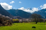 西藏林芝桃花风景图片