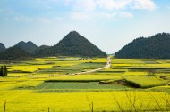 云南罗平油菜花风景图片