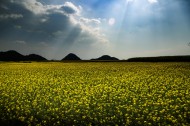 云南罗平油菜花风景图片