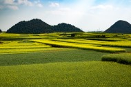 云南罗平油菜花风景图片