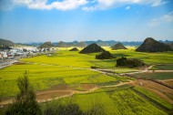 云南罗平油菜花风景图片