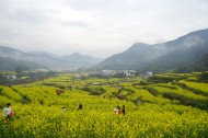 江西婺源油菜花风景图片