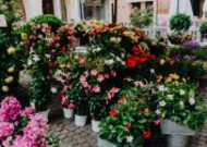 意大利的花店图片