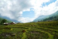 越南山地梯田风景图片