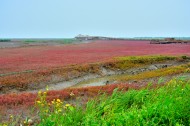 辽宁盘锦红海滩风景图片