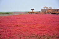 辽宁盘锦红海滩风景图片