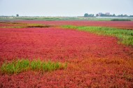 辽宁盘锦红海滩风景图片