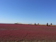 辽宁，盘锦红海滩风景图片