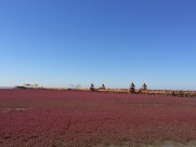 辽宁，盘锦红海滩风景图片