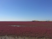 辽宁，盘锦红海滩风景图片