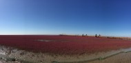 辽宁，盘锦红海滩风景图片