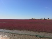 辽宁，盘锦红海滩风景图片