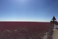 辽宁，盘锦红海滩风景图片