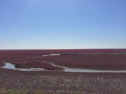 辽宁，盘锦红海滩风景图片