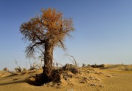 新疆塔里木沙漠公路旁的胡杨树图片