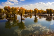 内蒙古额济纳胡杨林风景图片大全