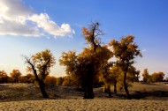 内蒙古额济纳胡杨林风景图片大全