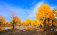 内蒙古额济纳胡杨林风景图片大全