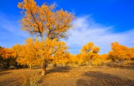 内蒙古额济纳胡杨林风景图片大全