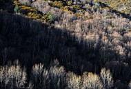 醉美川西秋色风景图片